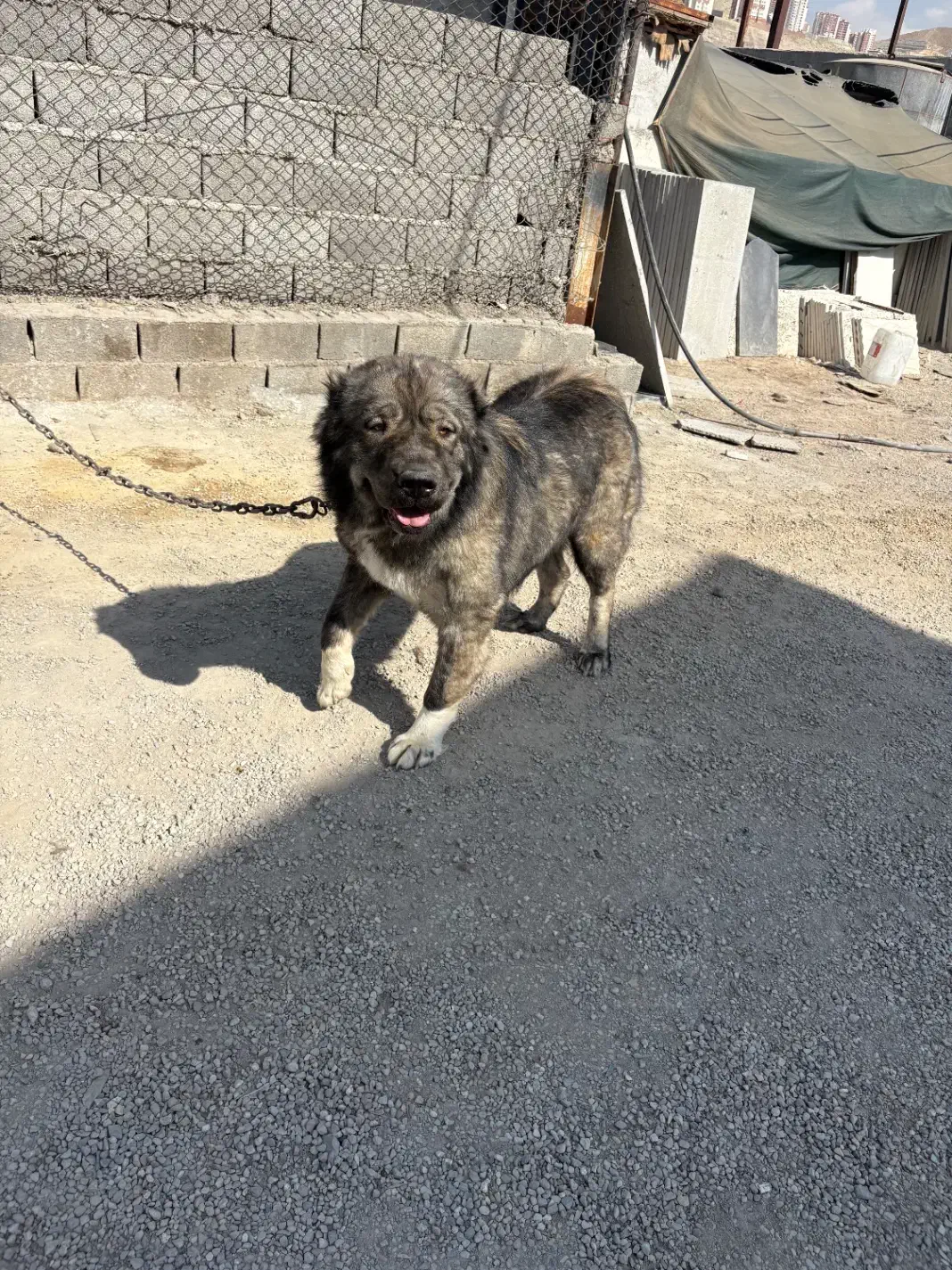 ۴عدد ماده قفقازی|سگ|پردیس, شهرک صنعتی کمرد|دیوار