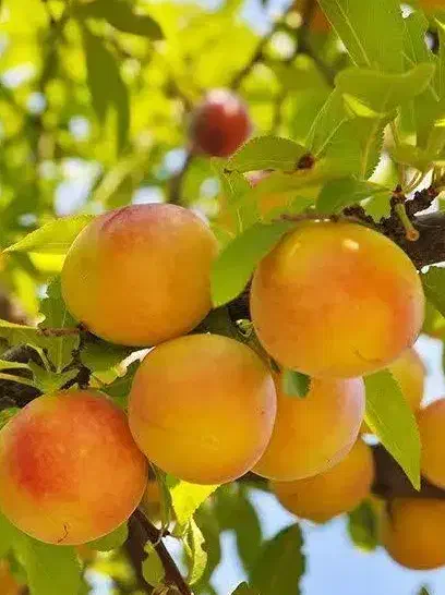 تولید نهال زردآلو جهانگیری|خدمات باغبانی و درختکاری|دره رود, |دیوار