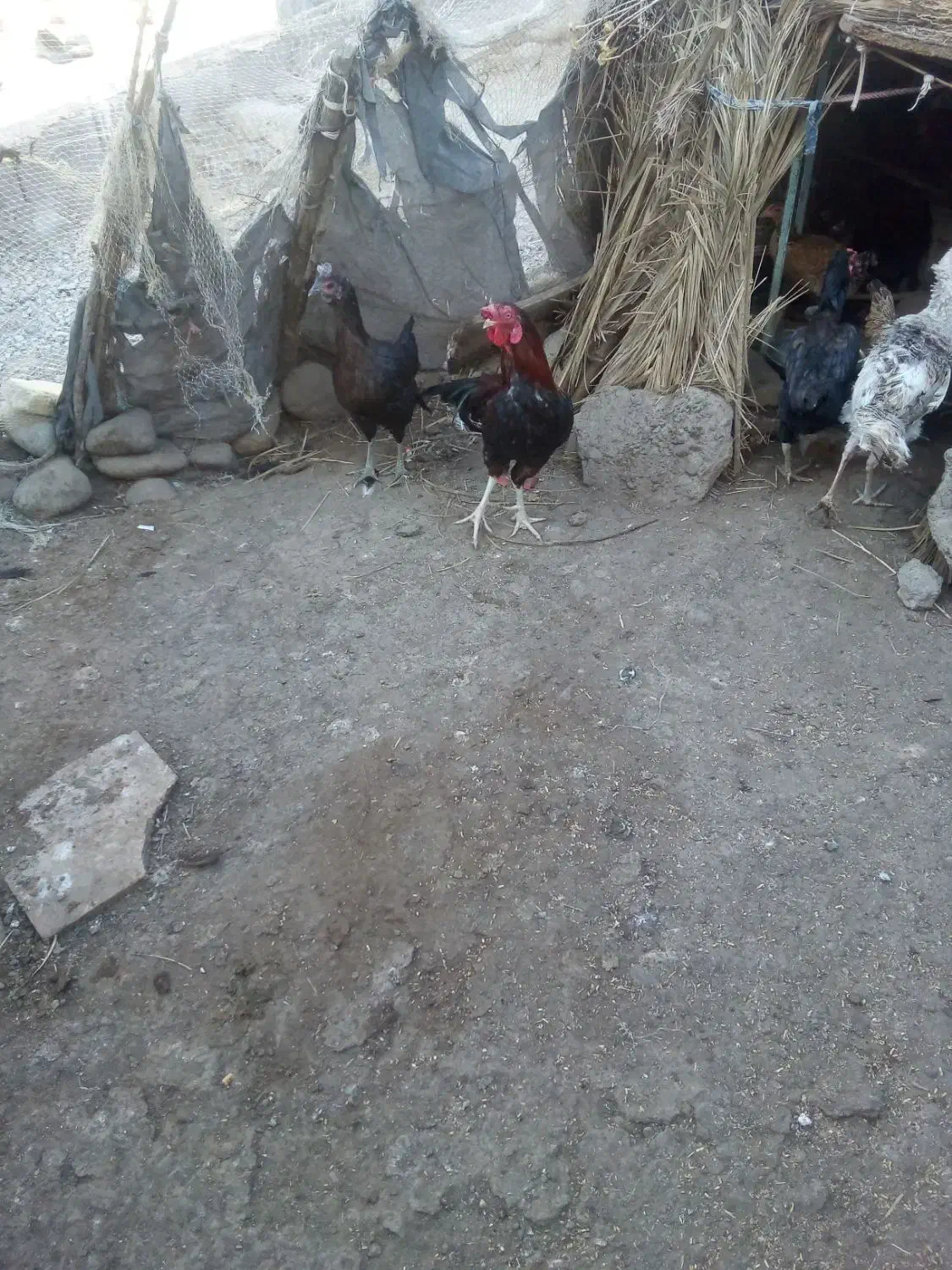 خروس چابهاری اصل قیمت 1800|حیوانات مزرعه|سوق, |دیوار