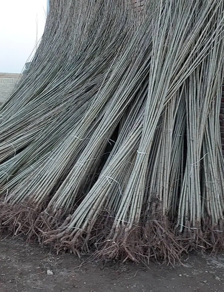 با کیفیت ترین نهال گردو و میوه در غرب نهال|خدمات باغبانی و درختکاری|الوند, |دیوار