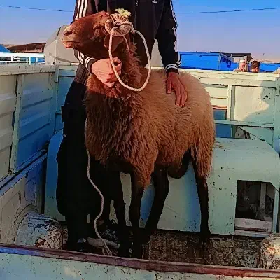 بره قوچ تازه شیشک شده|حیوانات مزرعه|دلند, |دیوار