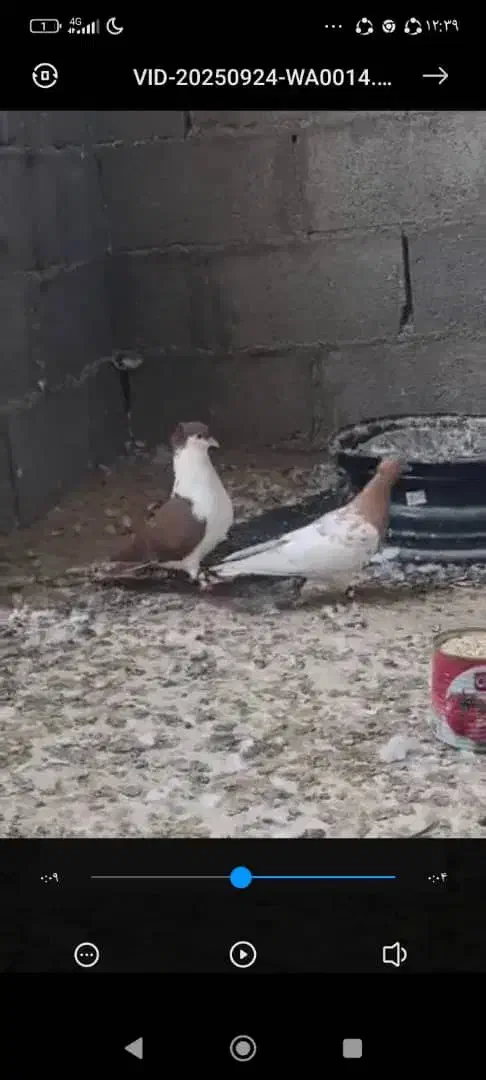 فروش کبوتر|پرنده|لامرد, |دیوار