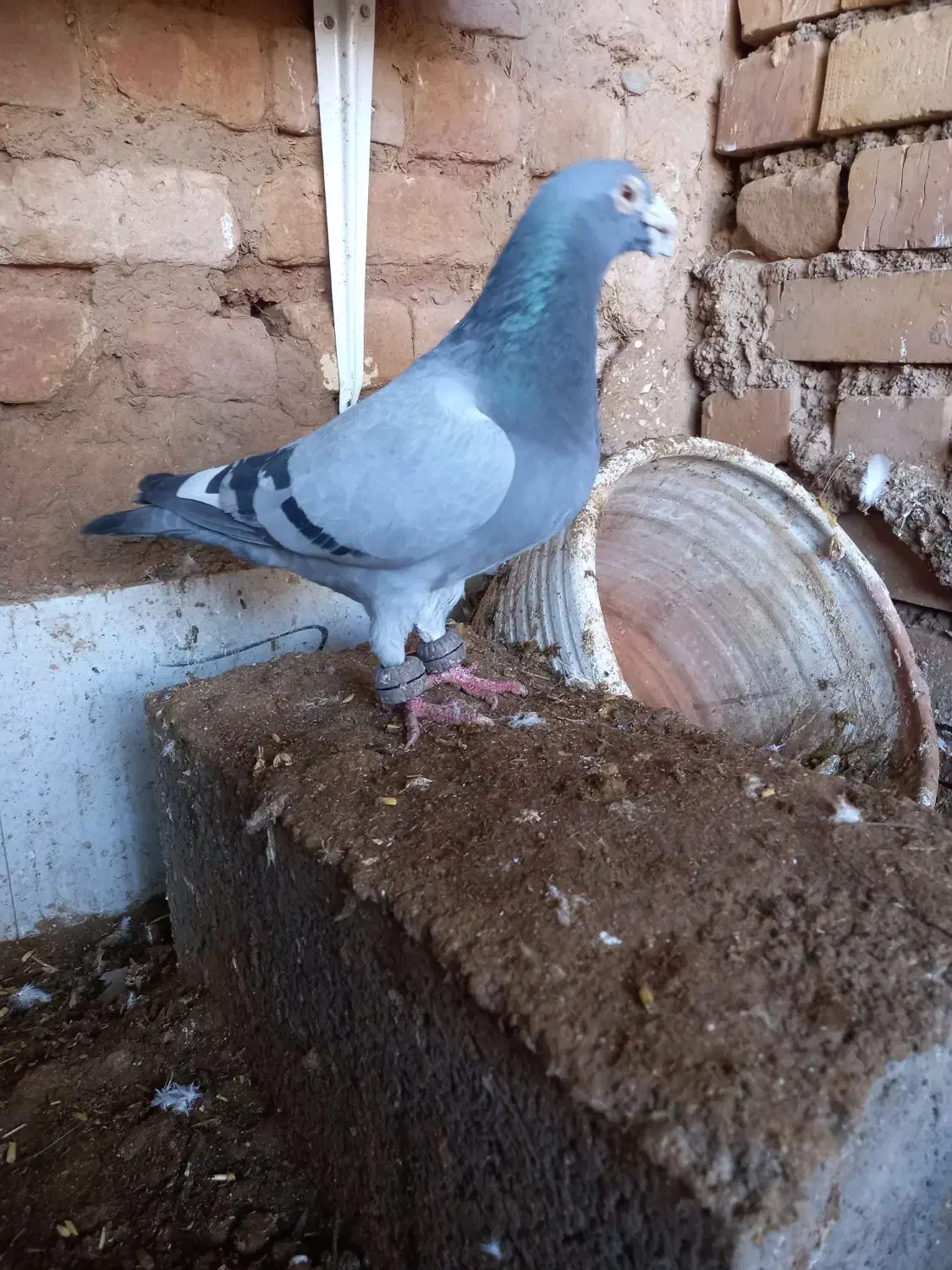 نر سبز|پرنده|گناباد, |دیوار