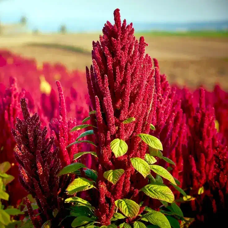 باغبون نظافت نقاش ساختمان|خدمات باغبانی و درختکاری|سراب, |دیوار