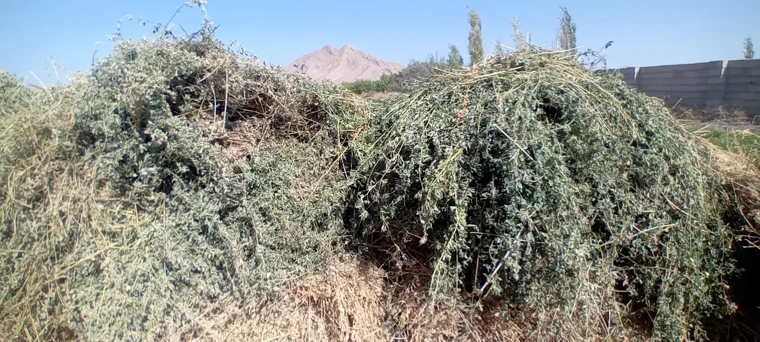 یونجه خشک)بیده( دسته بند درجه یک|لوازم جانبی حیوانات|شاهرود, |دیوار