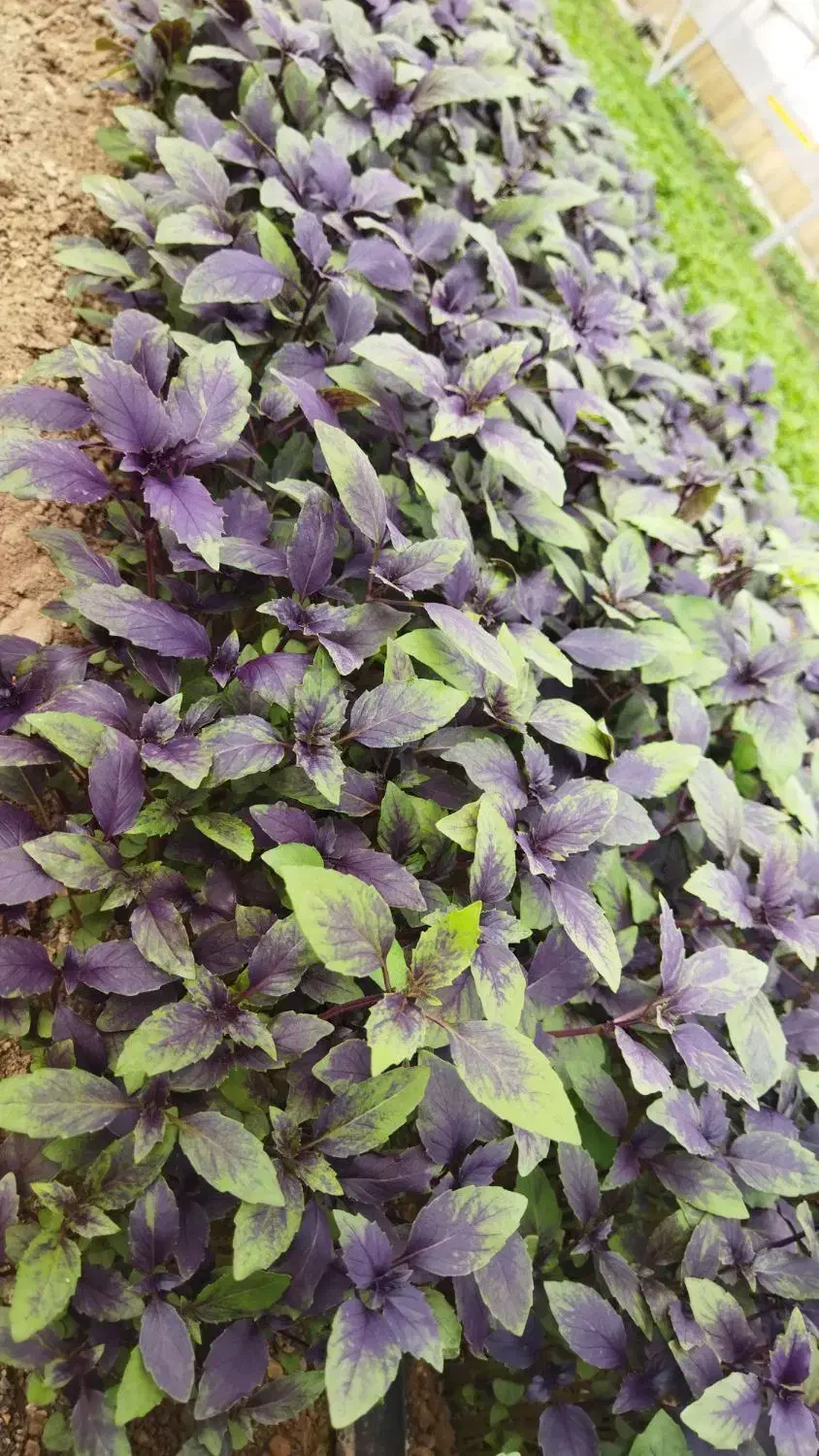 ریحان گلخانه ای|عمدهفروشی|تربتحیدریه, شهرک ولیعصر|دیوار