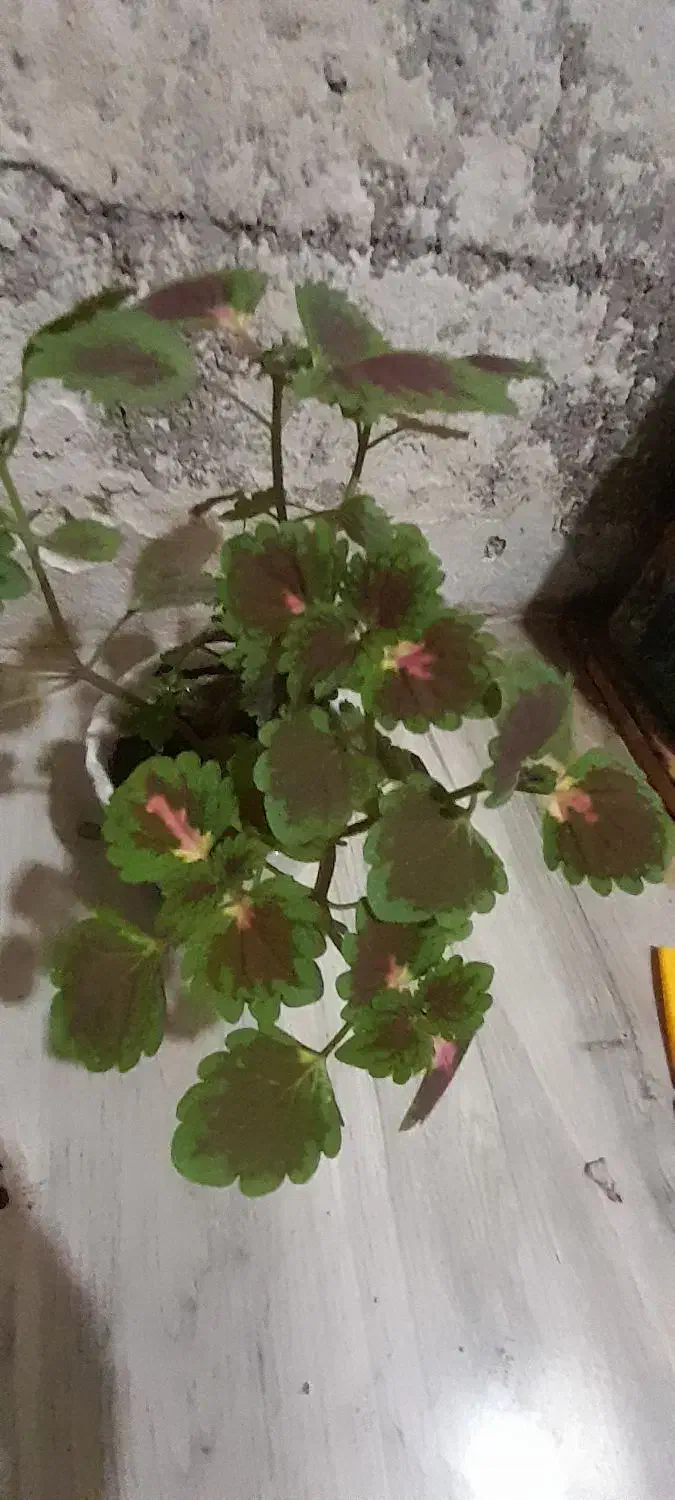 گل حسن یوسف|گل و گیاه طبیعی|اهواز, منبع اب|دیوار