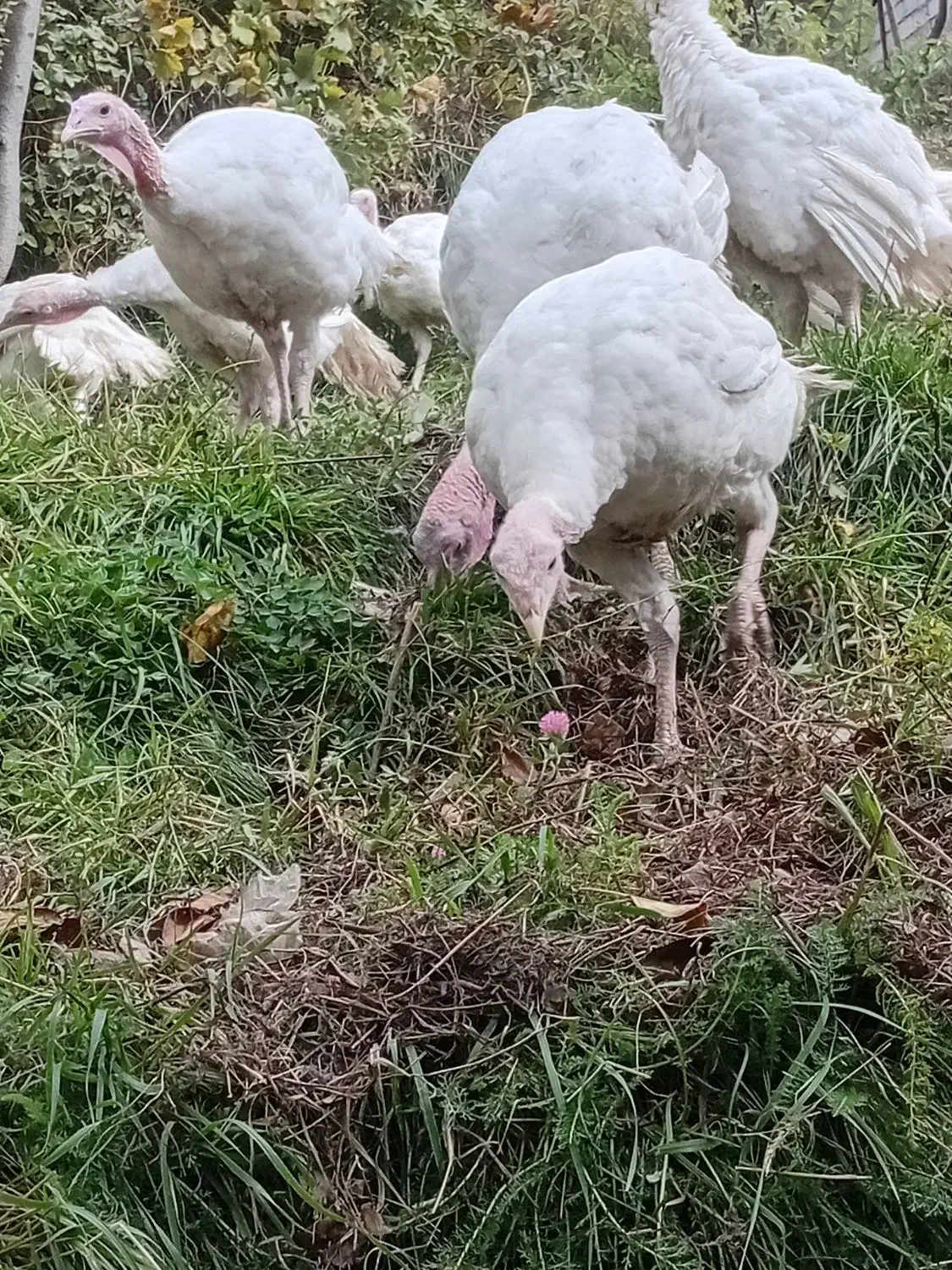 بوقلمون|حیوانات مزرعه|مشگین شهر, |دیوار