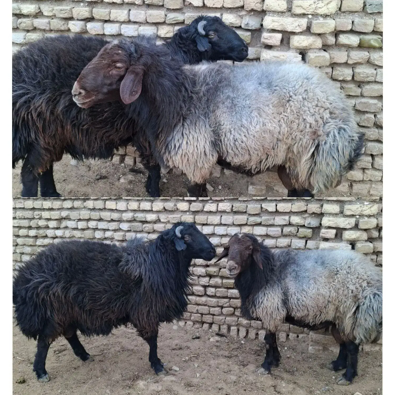 دامداری افشار گوسفند زنده کل نقاط مشهد|حیوانات مزرعه|مشهد, نوید|دیوار