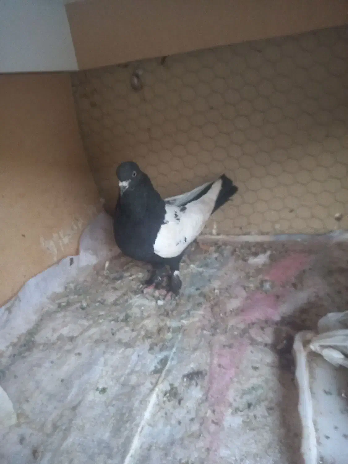 رنگی پلاکی اصل|پرنده|قم, انسجام|دیوار