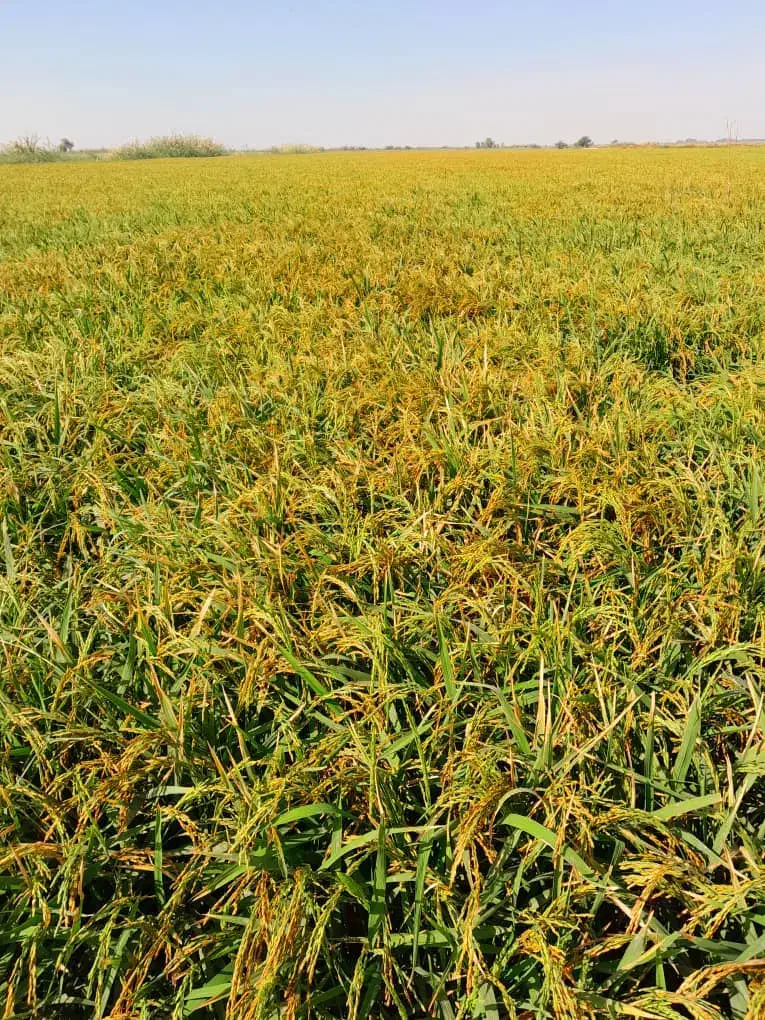 شلتوک شلب بذری|خوردنی و آشامیدنی|اهواز, کمپلو شمالی|دیوار