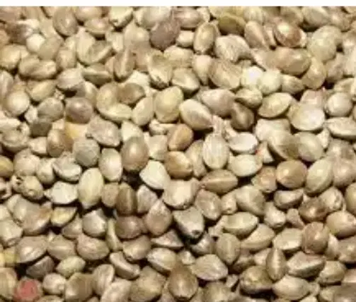 گیاهی|خوردنی و آشامیدنی|داران, |دیوار