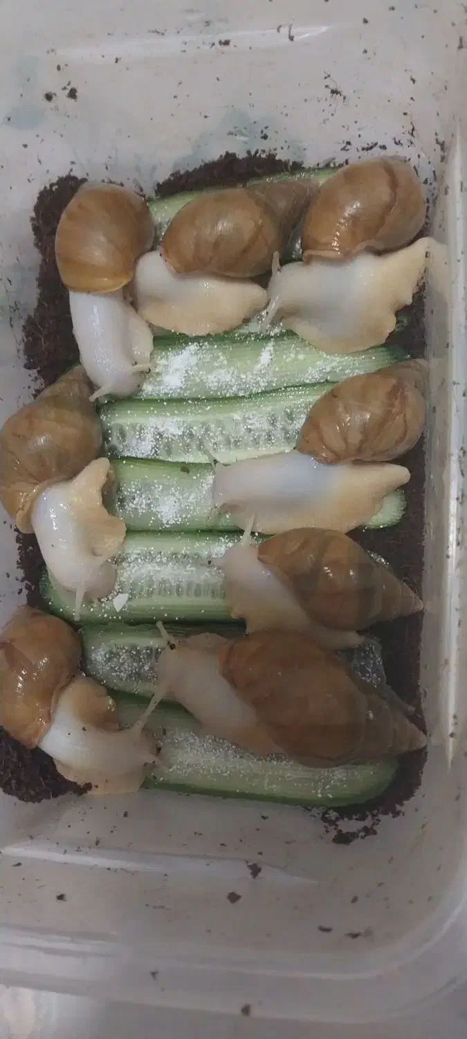 فروش حلزون|خزنده|شیراز, شریف‌آباد|دیوار