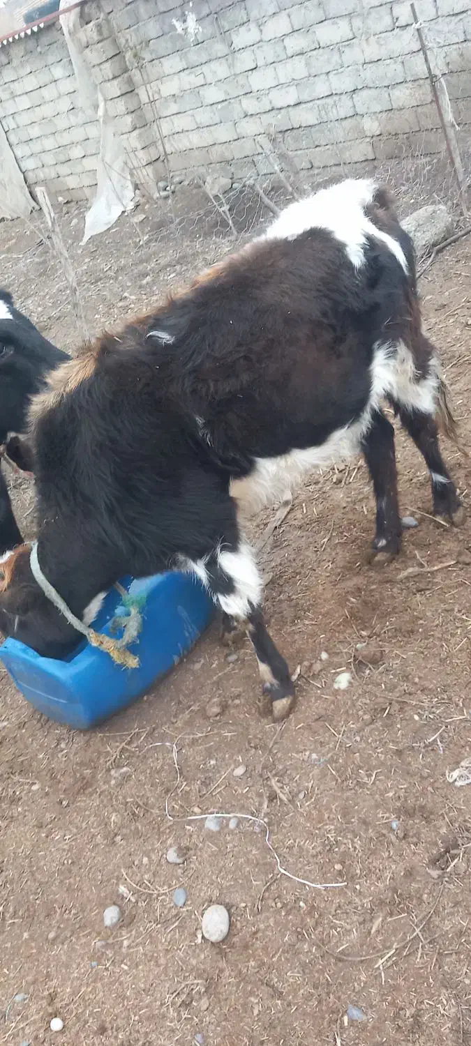 گوساله|حیوانات مزرعه|گرمادوز, |دیوار