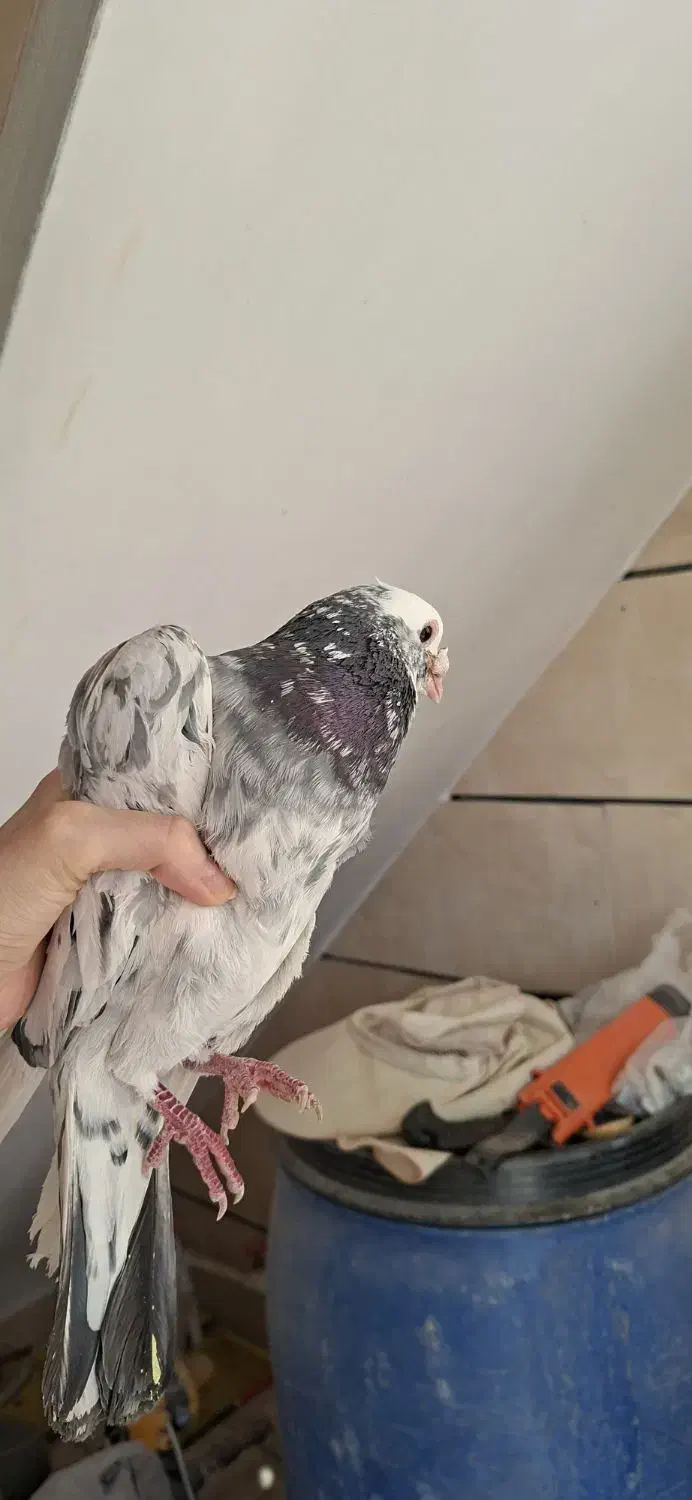 کبوتر|پرنده|بوئین زهرا, |دیوار