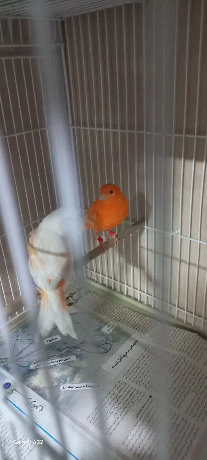 قناری ردفاکتور وموزاییکی|پرنده|مشهد, شهرک لشکر (شهرک غرب)|دیوار