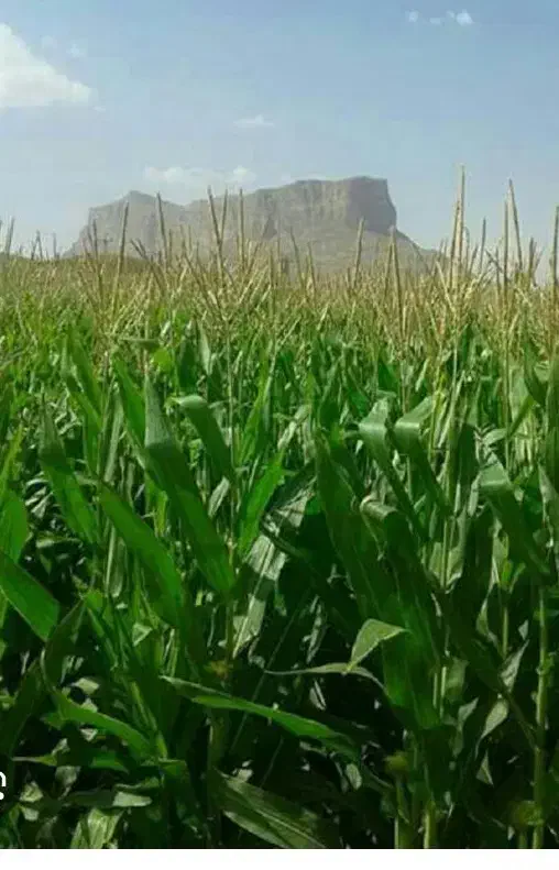 بذر ذرت|گل و گیاه طبیعی|مشهد, عامل|دیوار