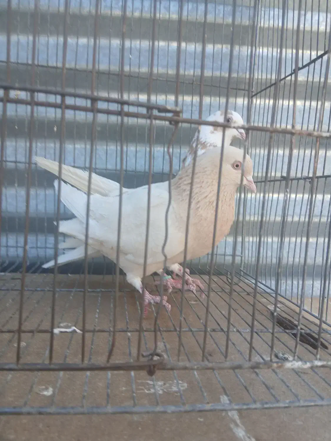 کبوتر زرد|پرنده|اصفهان, شاهد|دیوار