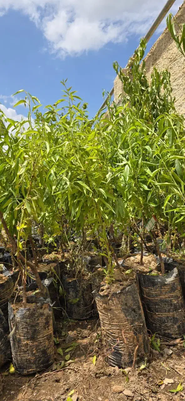 نهال بادام اصلاح شده و پیوندی (تضمین باردهی)|خدمات باغبانی و درختکاری|ایلام, |دیوار