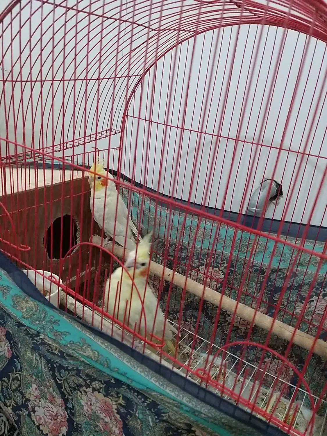 عروس هلندی جفت سرحال سلام|پرنده|سلماس, |دیوار