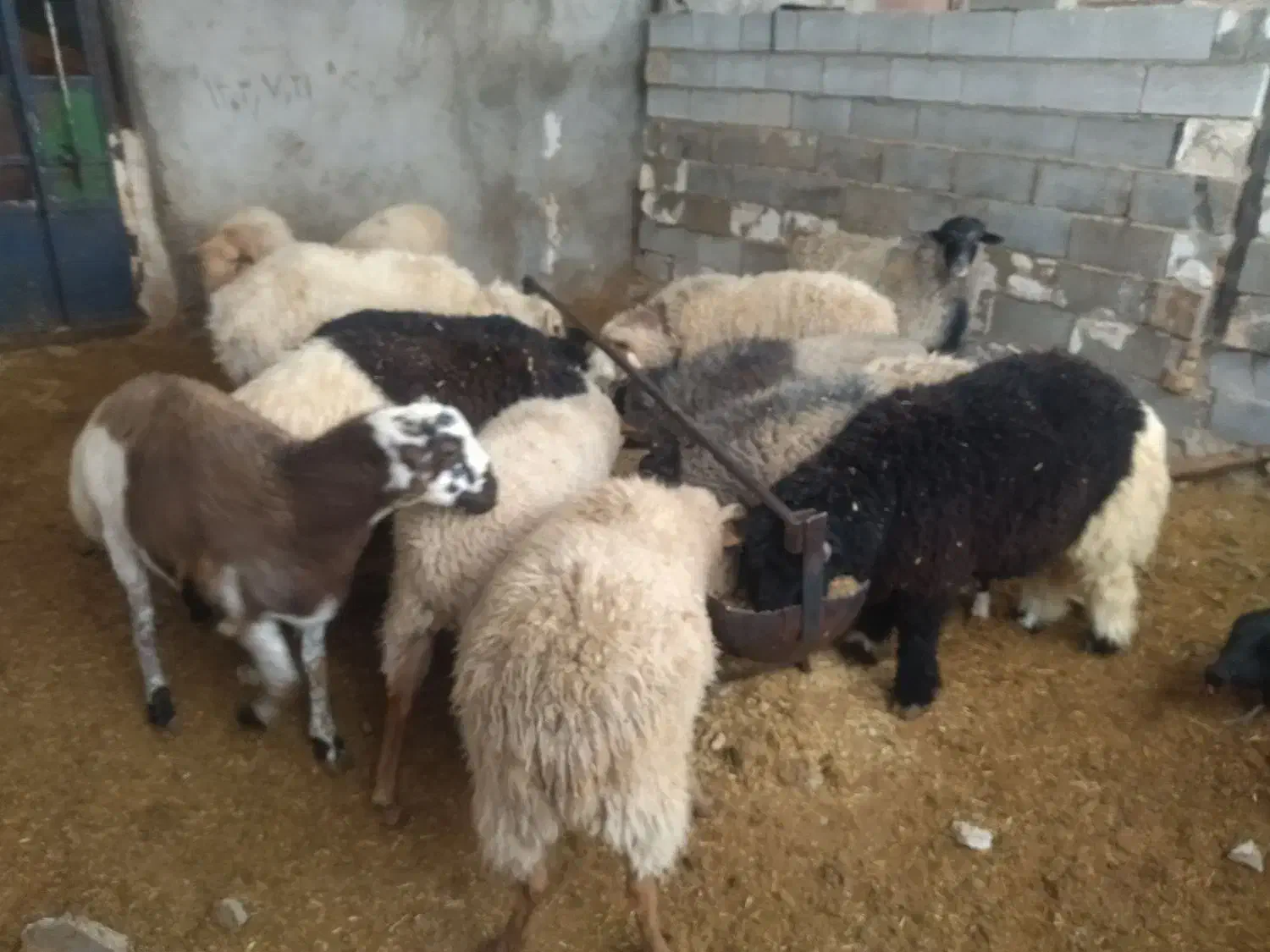 بره نر چاق نصف محلی نصف رومانف|حیوانات مزرعه|خرامه, |دیوار