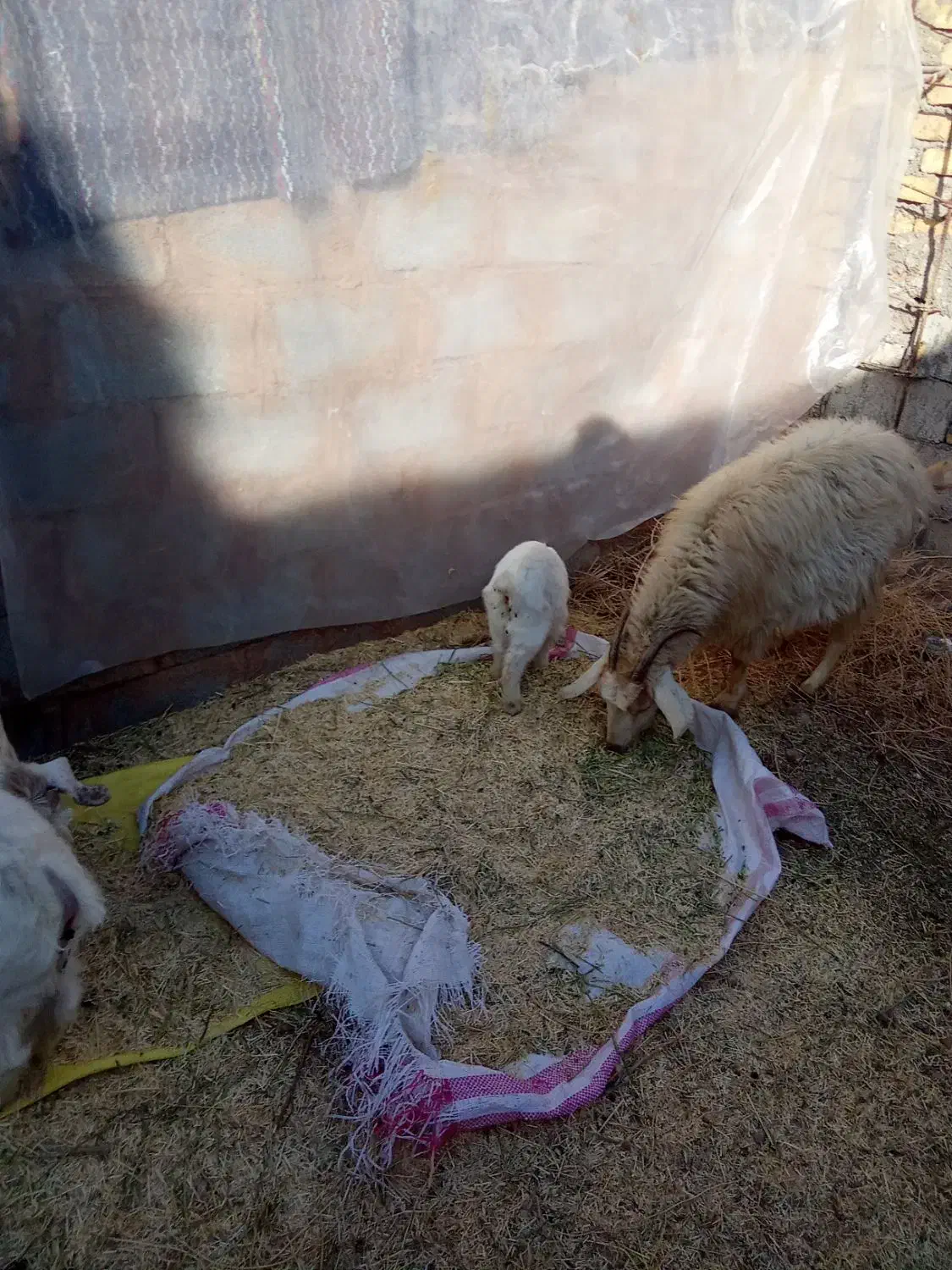 گوسفند بز کهره محلی جملزا|حیوانات مزرعه|کرمان, |دیوار