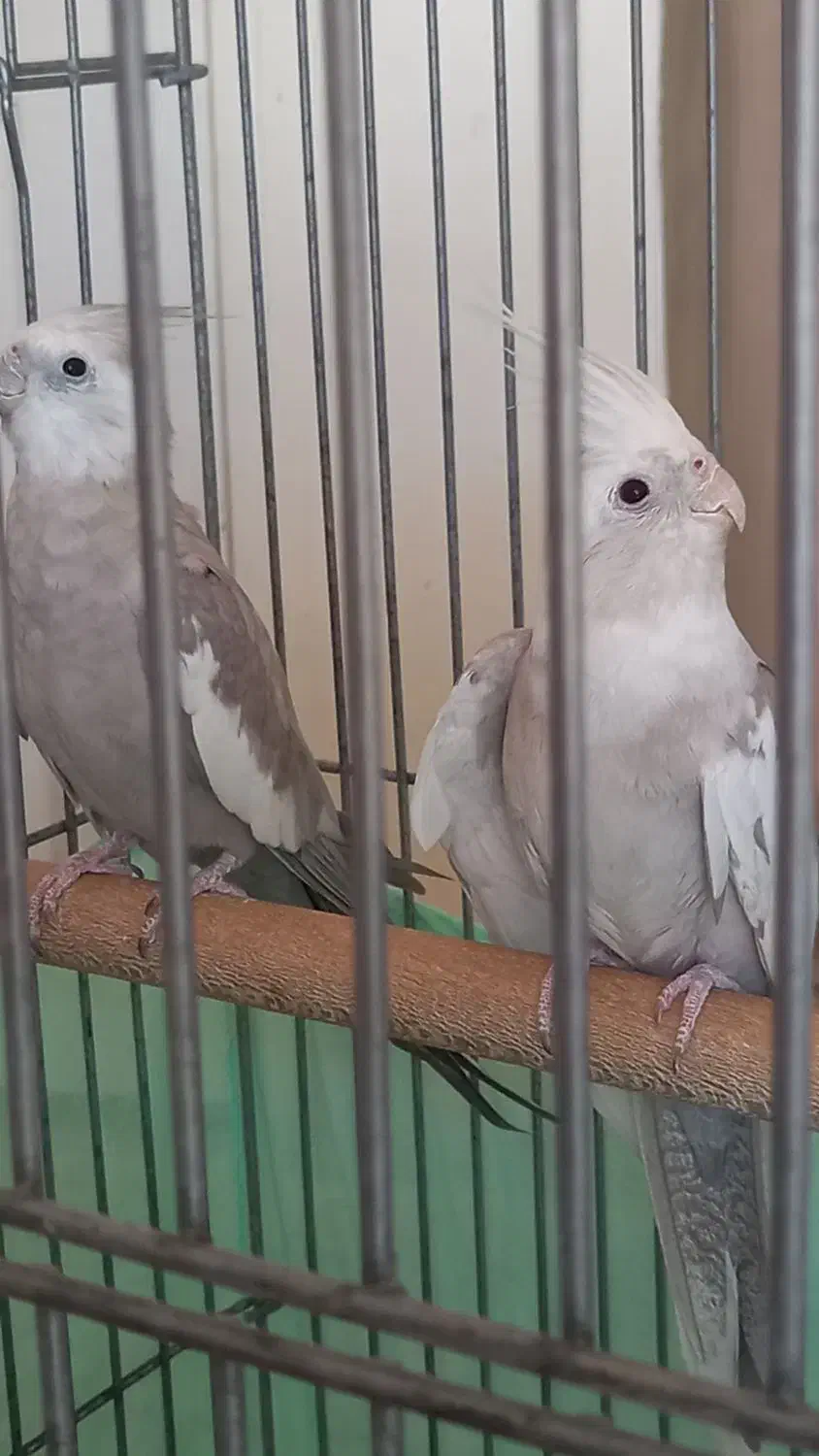 عروس هلندی|پرنده|تهران, هلال احمر|دیوار