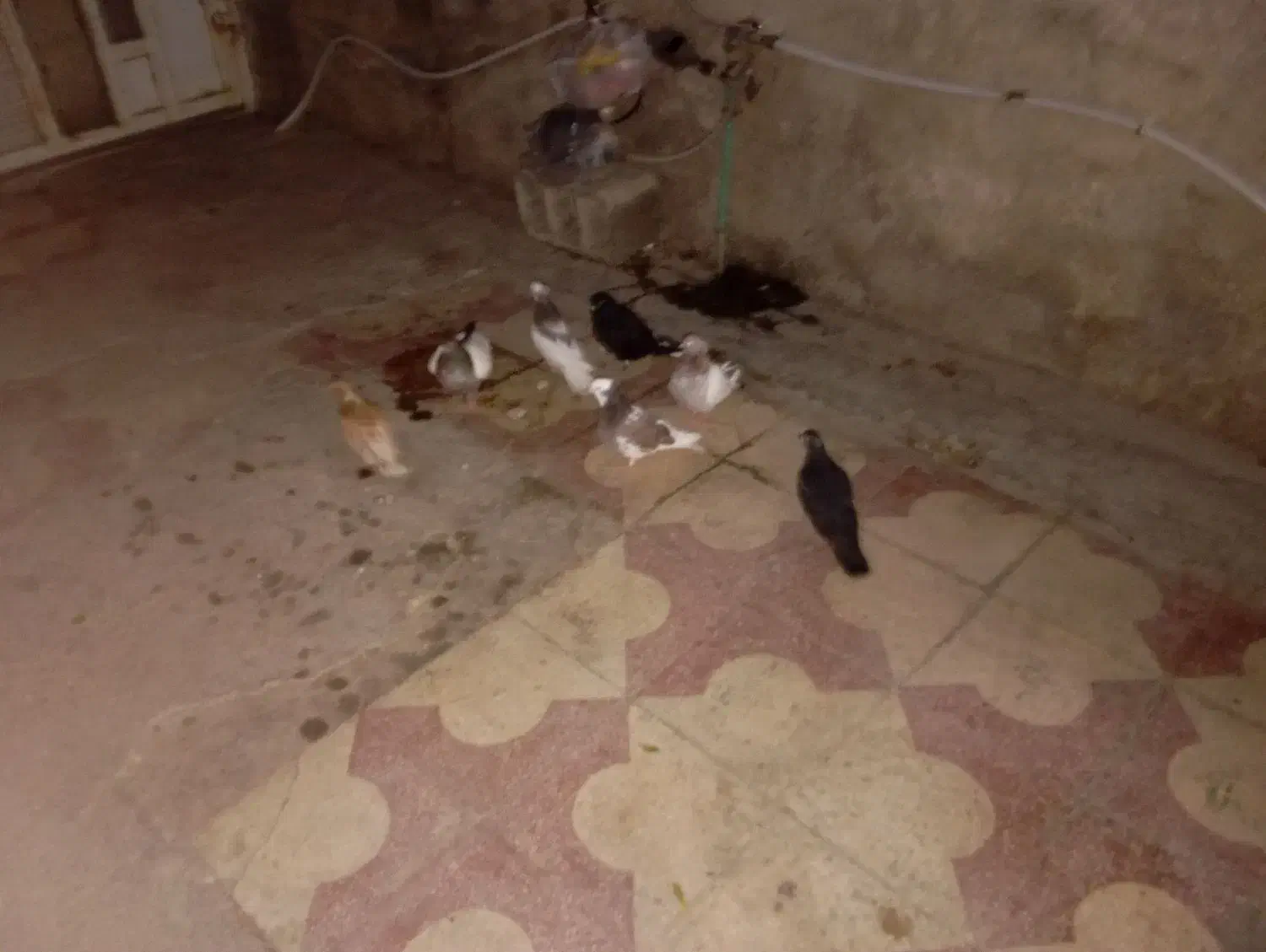 کفتر نرو ماده|پرنده|شیراز, دست خضر|دیوار