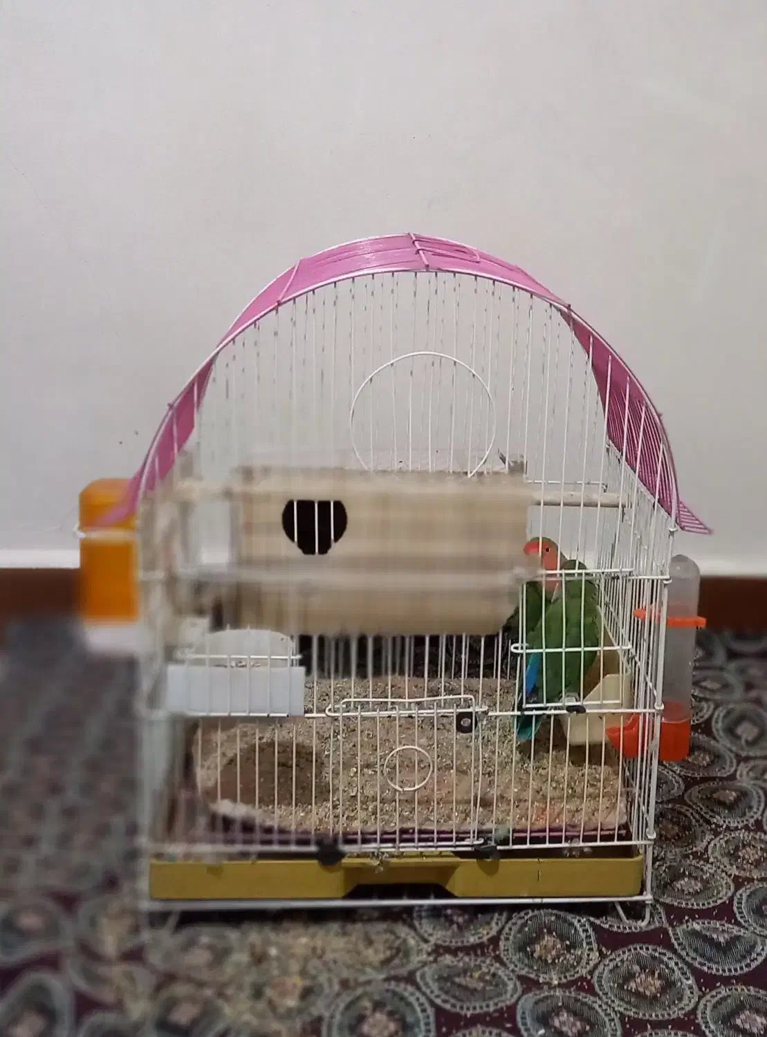 طوطی برزیلی نرو ماده|پرنده|محمدشهر, محمدشهر|دیوار