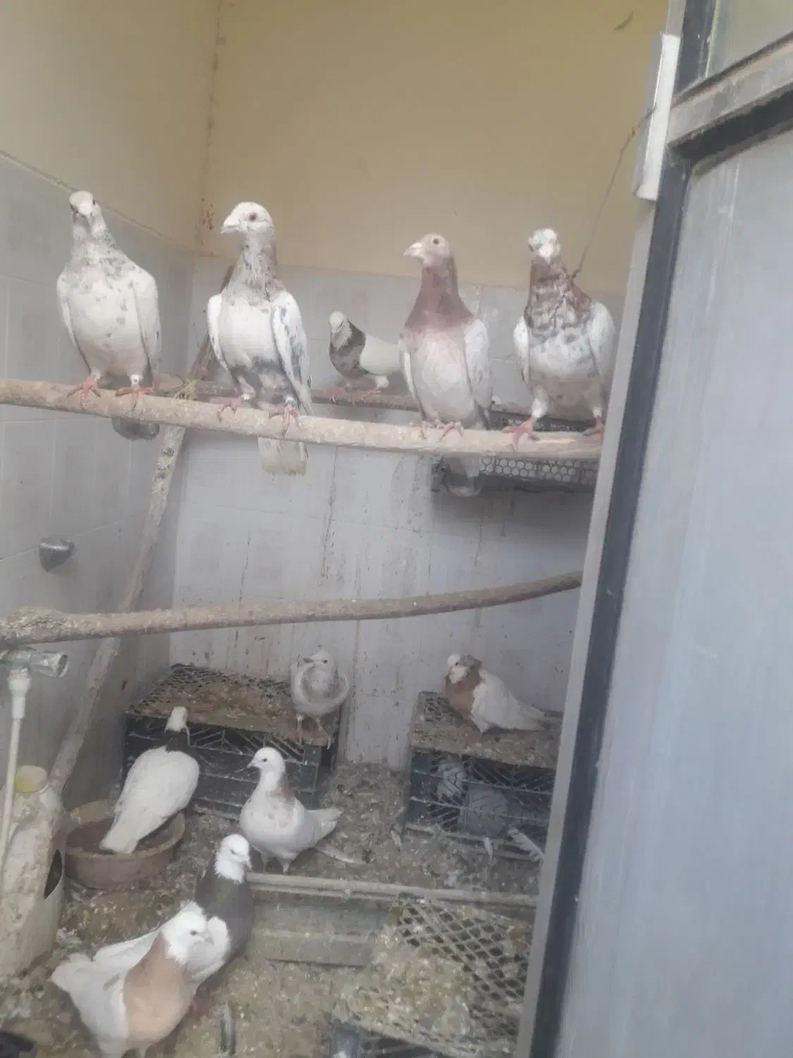 کبوترتوقی وکوهی|پرنده|رزن, |دیوار