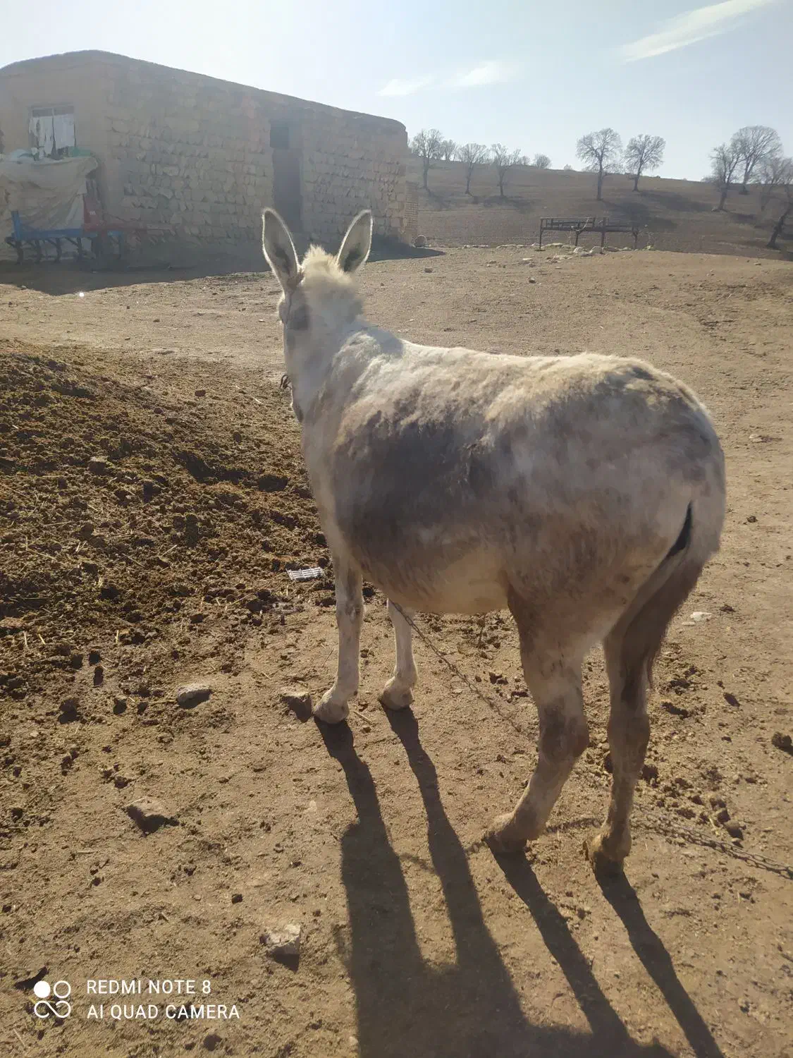 خر گله ای و باری|حیوانات مزرعه|کوهدشت, |دیوار