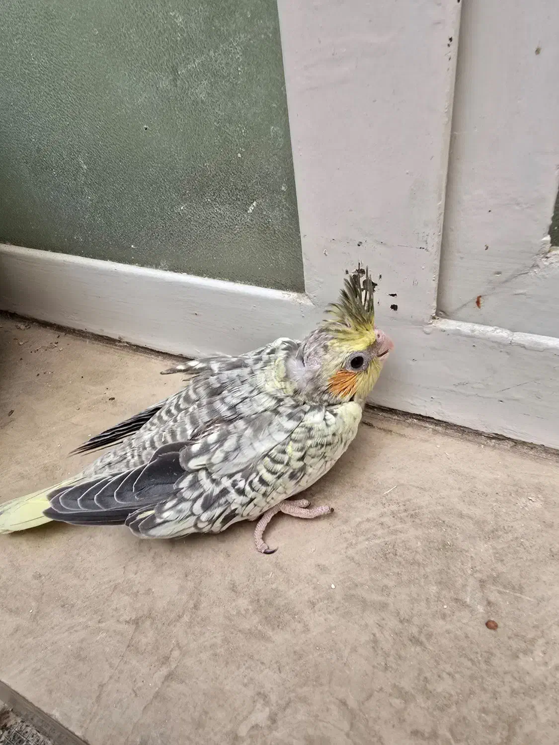 عروس هلندی|پرنده|شیراز, جانبازان|دیوار