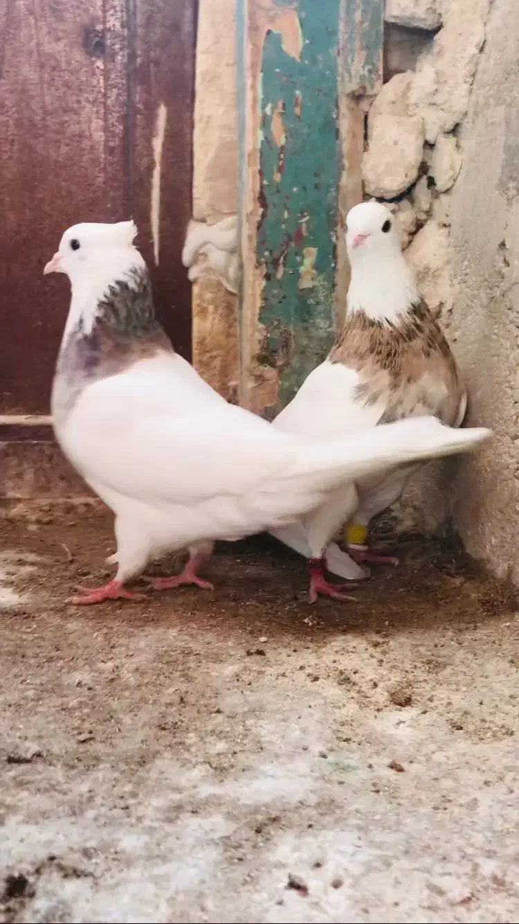 کبوتر|حیوانات|بجنورد, |دیوار