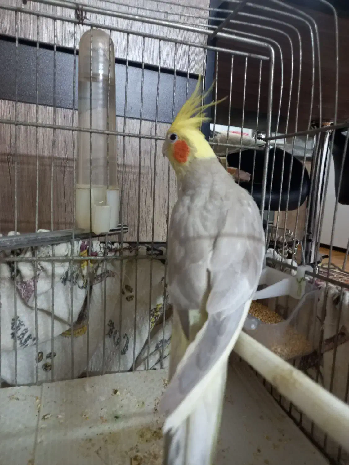 عروس هلندی لوتینو|پرنده|سبزوار, هویزه|دیوار