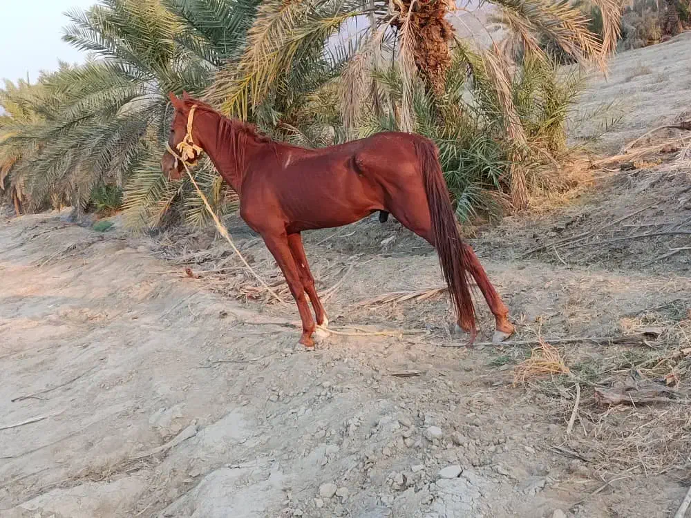 فروش اسب|اسب و تجهیزات اسبسواری|بندرعباس, |دیوار