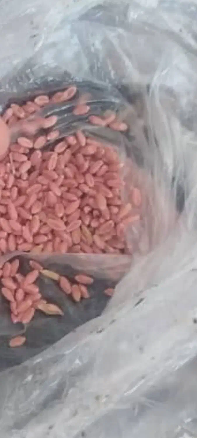 گندم|لوازم جانبی حیوانات|قره پشتلو, |دیوار