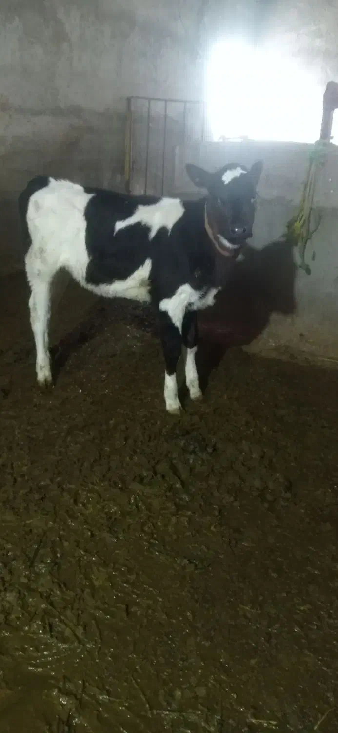 گاوهلشتاین|حیوانات مزرعه|ماهنشان, |دیوار