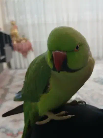 طوطی ملنگو ۲.۵ ساله نر|پرنده|اردبیل, |دیوار