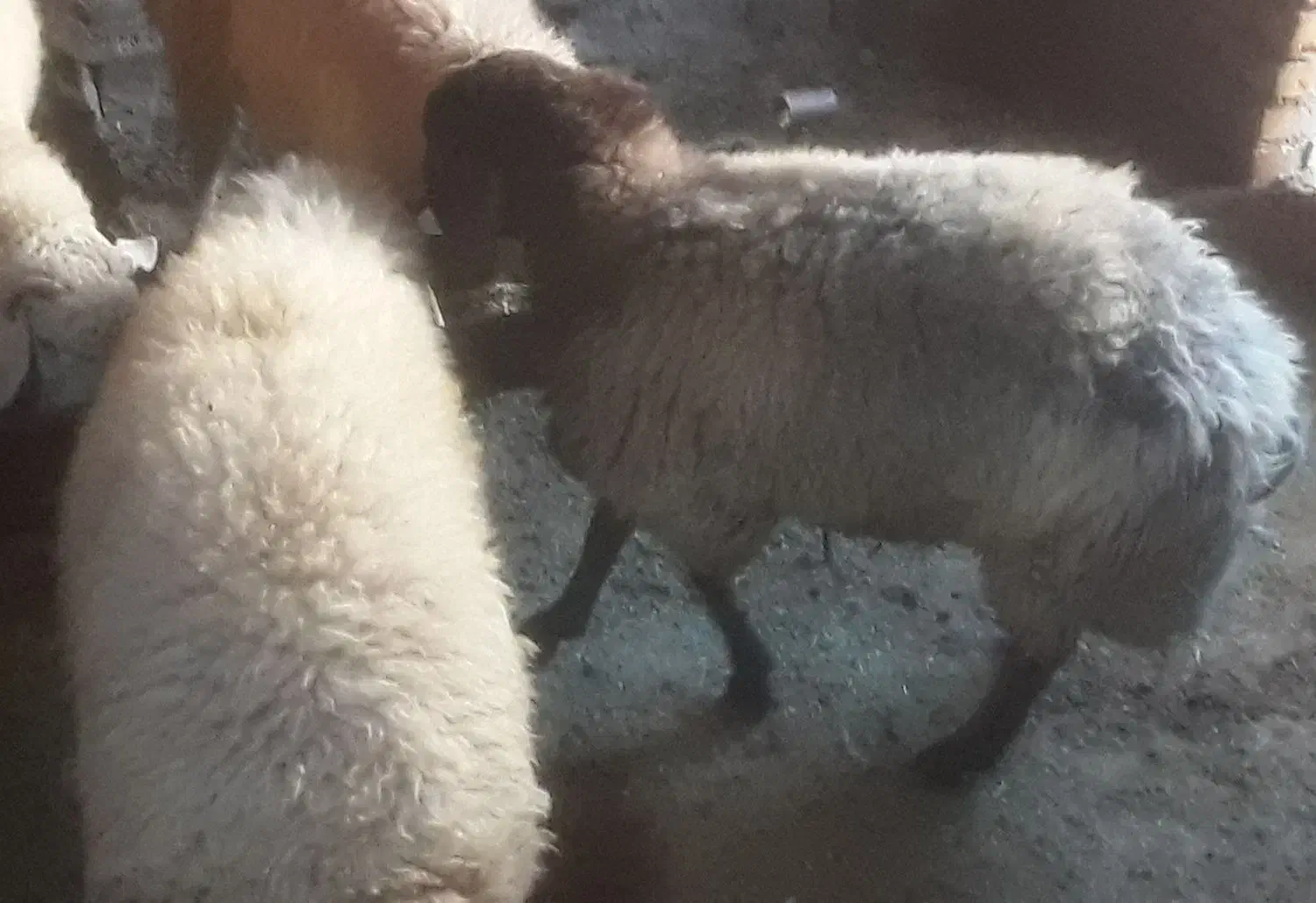 بره نر|حیوانات مزرعه|اسفراین, |دیوار