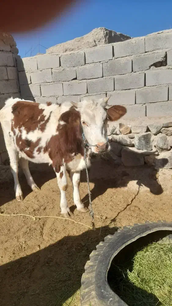 گاوفروشی|حیوانات مزرعه|اسفندقه, |دیوار