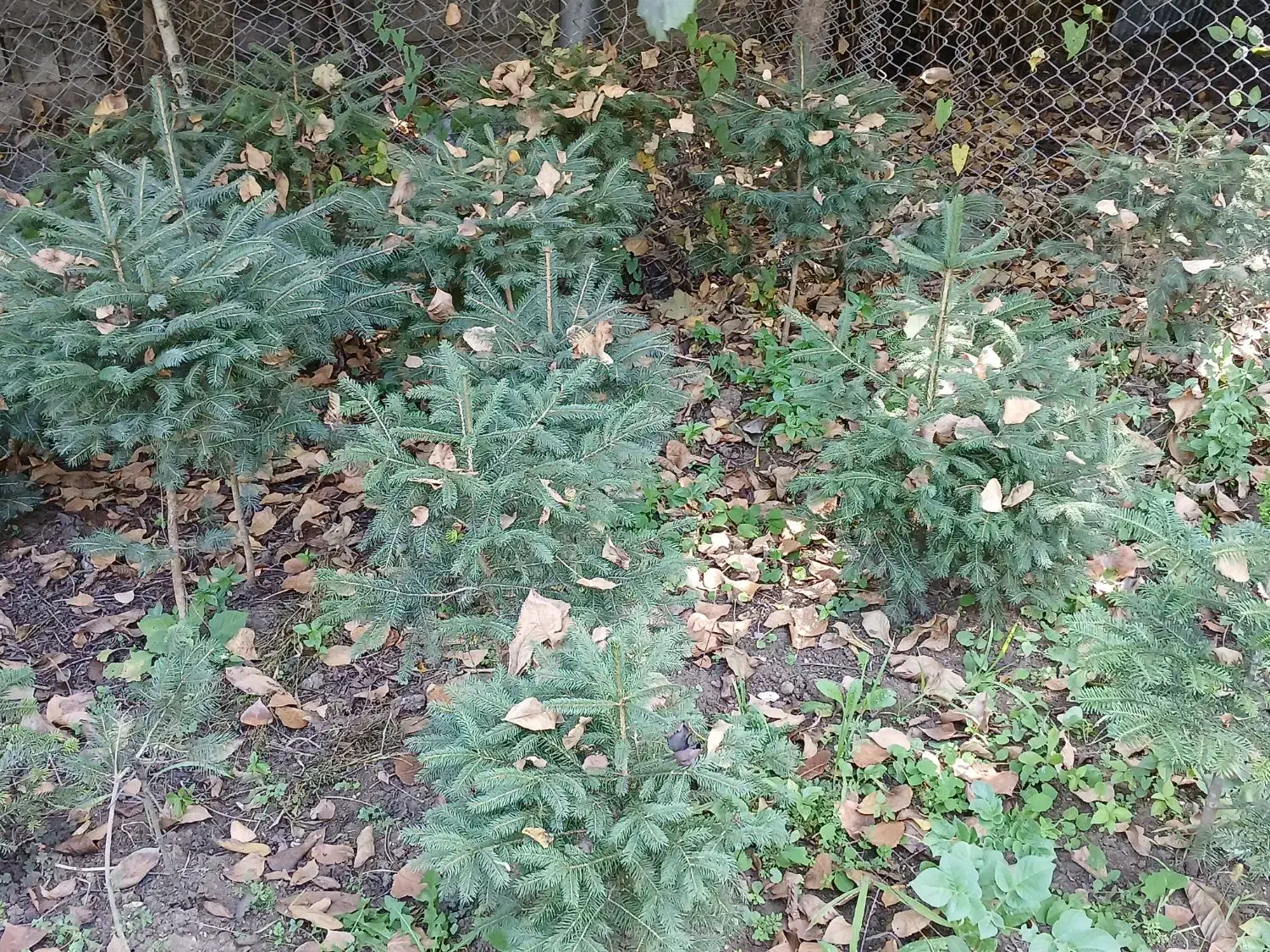 انواع کاج|گل و گیاه طبیعی|کلاردشت, |دیوار