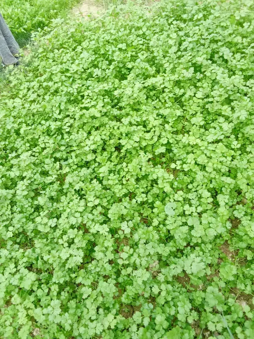 سبزی ماهی خورشتی و انواع سبزی جات|خوردنی و آشامیدنی|بندر ماهشهر, |دیوار