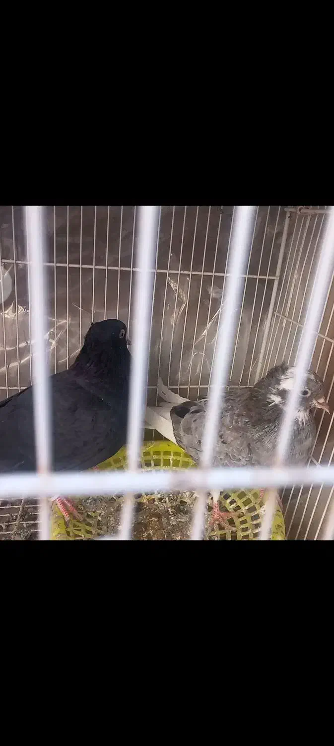 نروماده دم سفید|پرنده|قائن, |دیوار