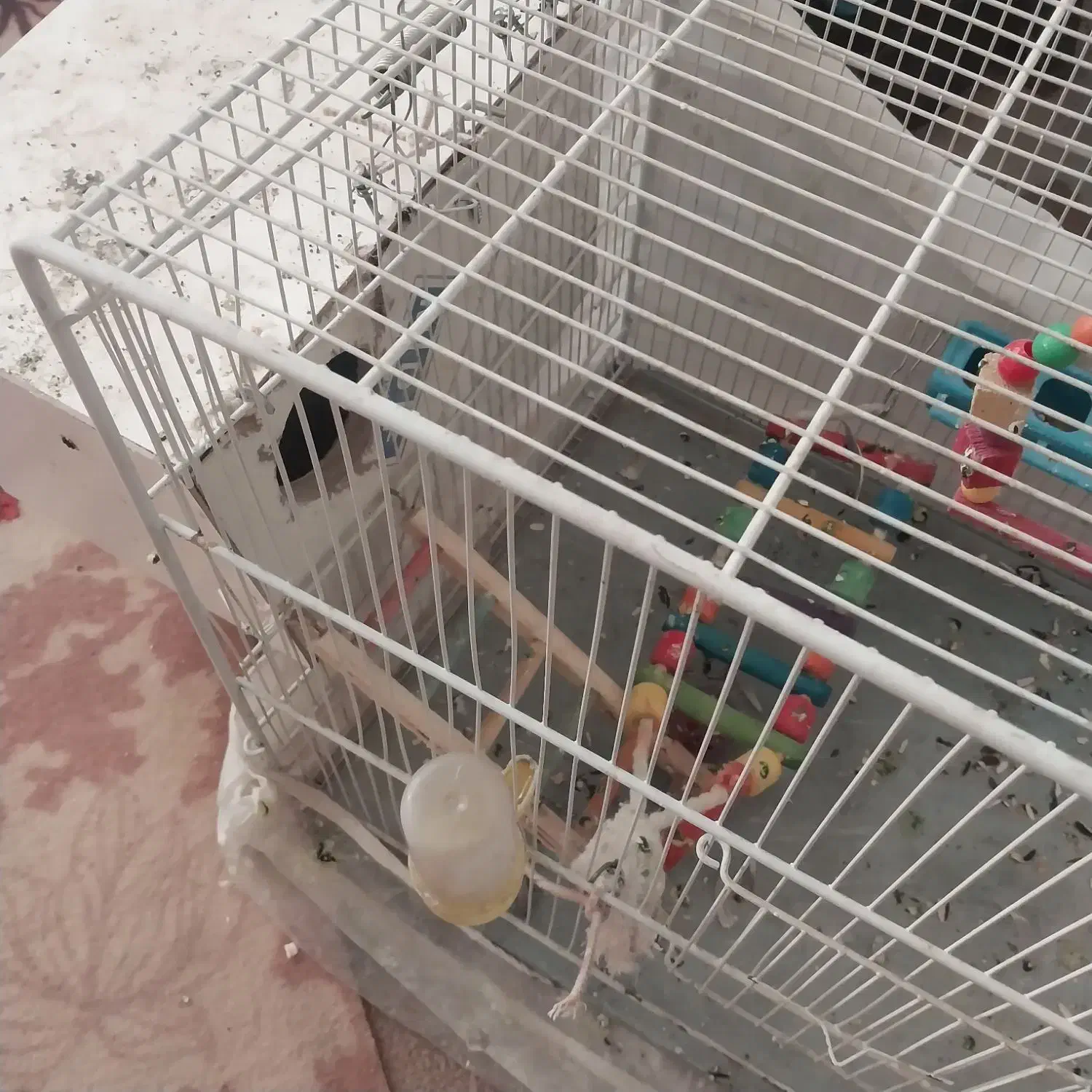 عروس هلندی نر‌ماده تخم جوجه|پرنده|اسفراین, |دیوار