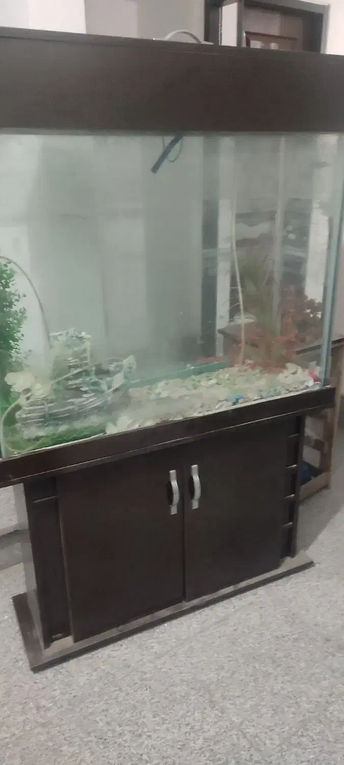 آکواریوم|ماهیگیری|ارومیه, |دیوار