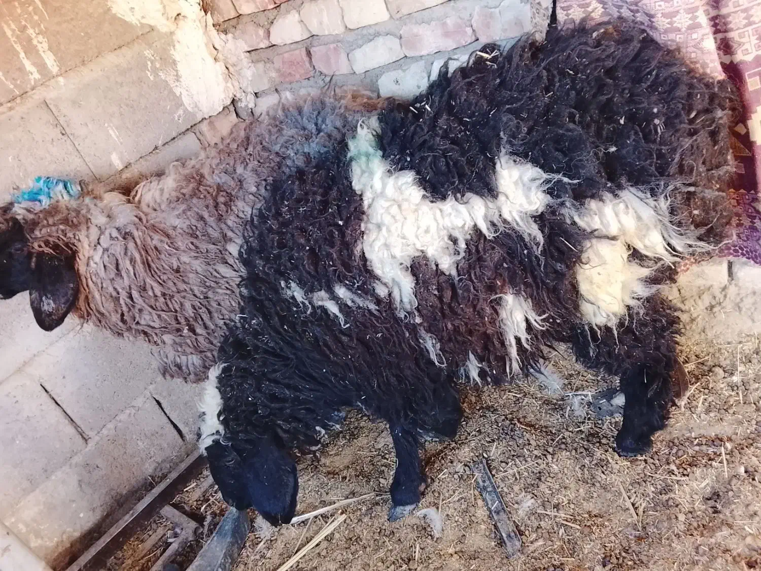 دو عدد بره تکی هم داده میشه فروش فوری سریع|حیوانات مزرعه|زاهدان, |دیوار