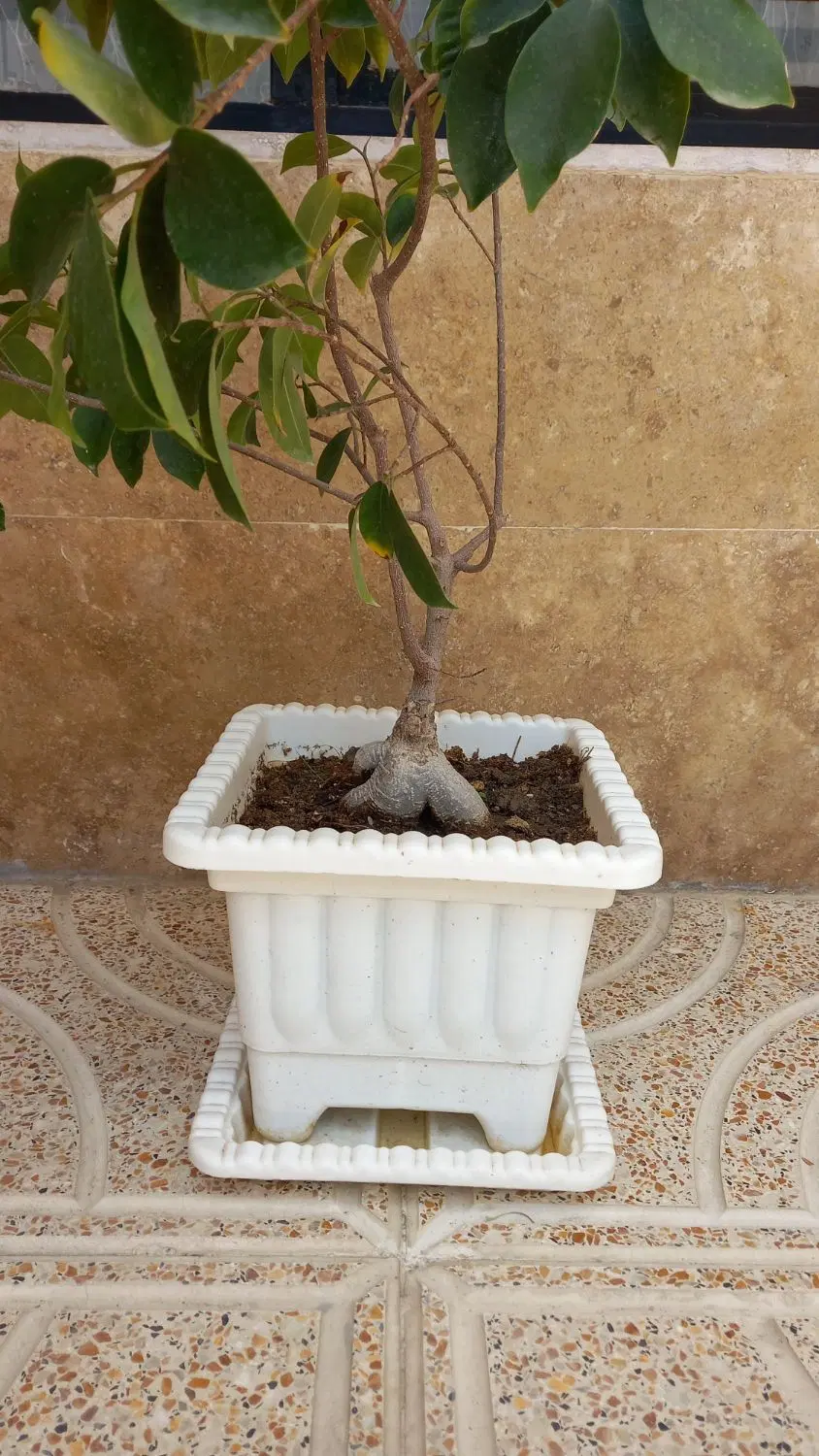 گل و گیاه|گل و گیاه طبیعی|ارومیه, |دیوار