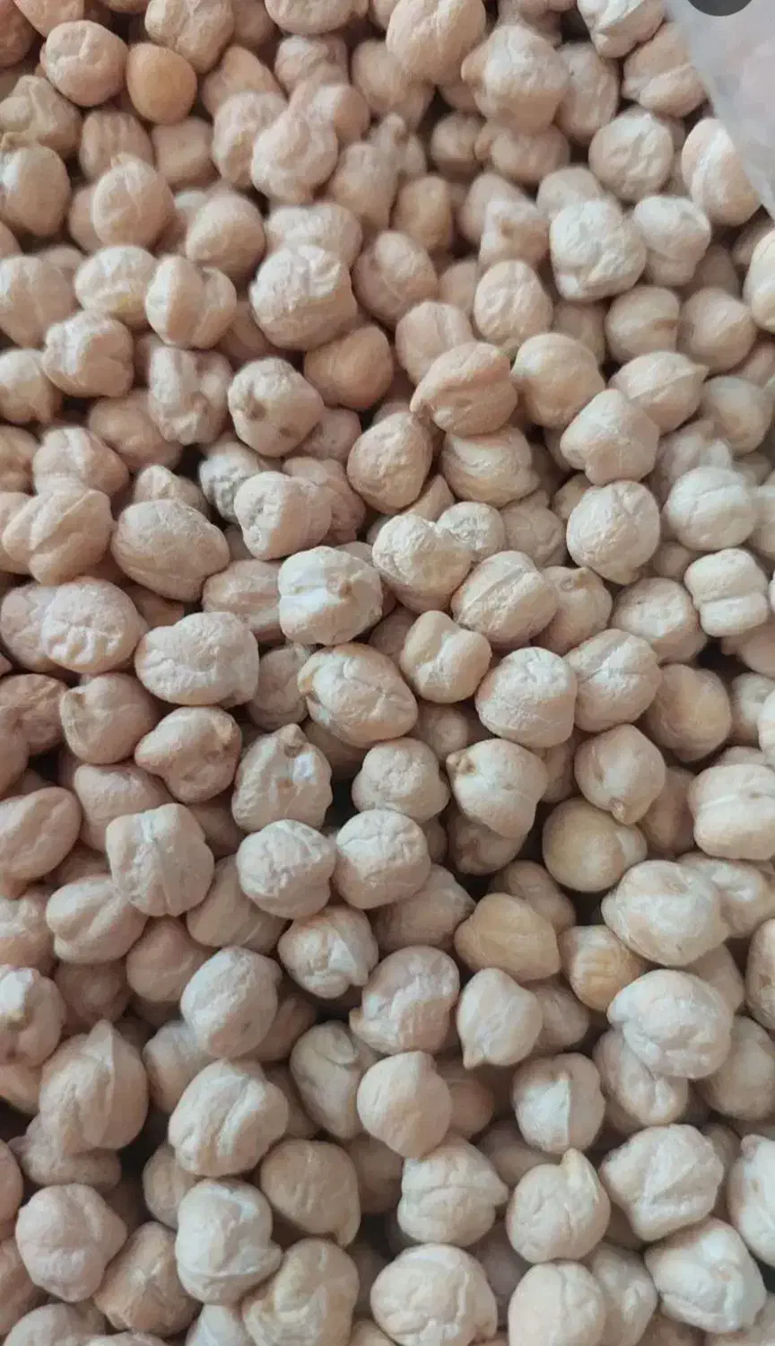 فروش نخود بهاره وپاییزه منصور|عمده‌فروشی|جوانرود, |دیوار