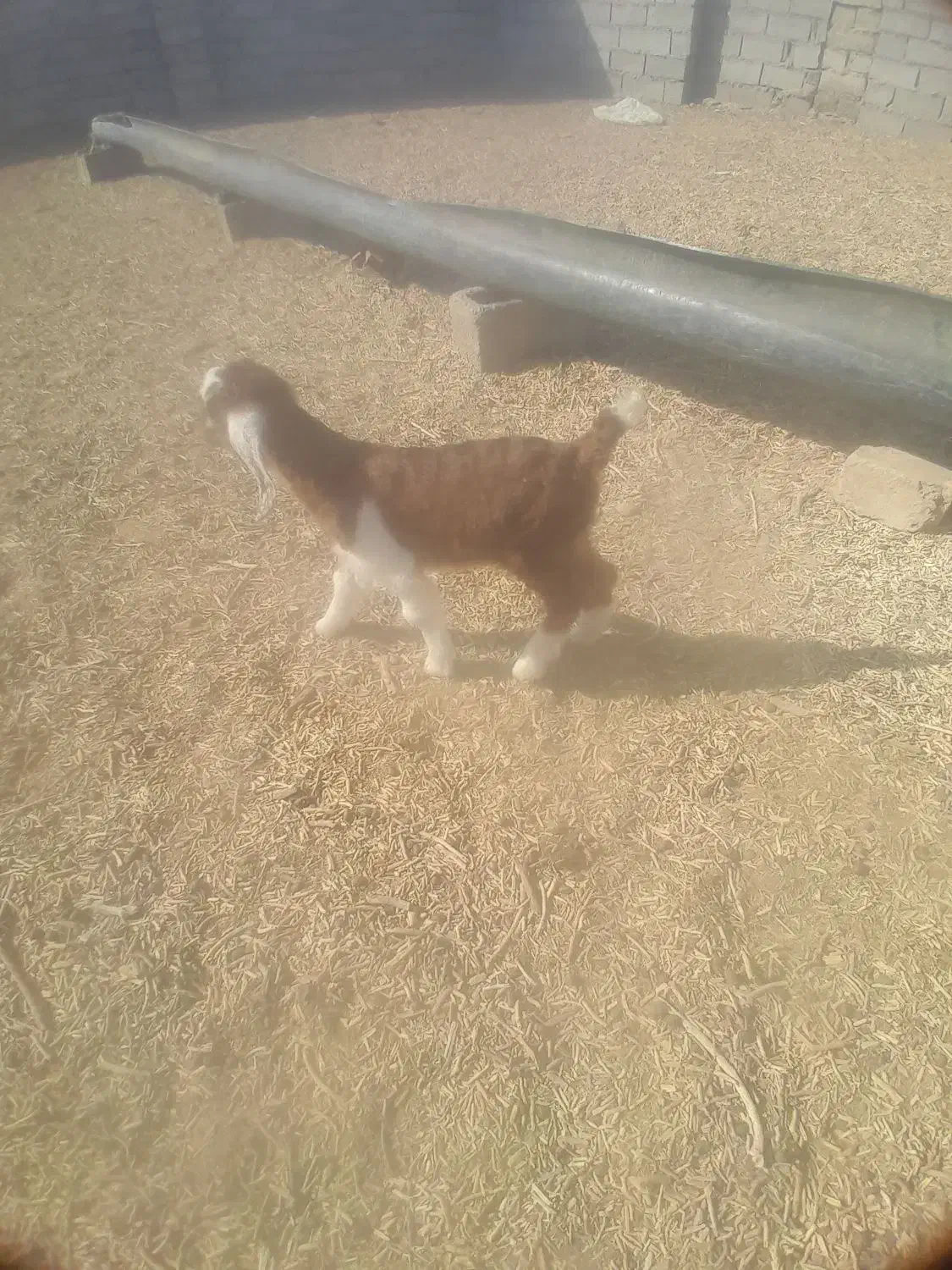 بزغاله‌فروشی|حیوانات مزرعه|هامون, |دیوار