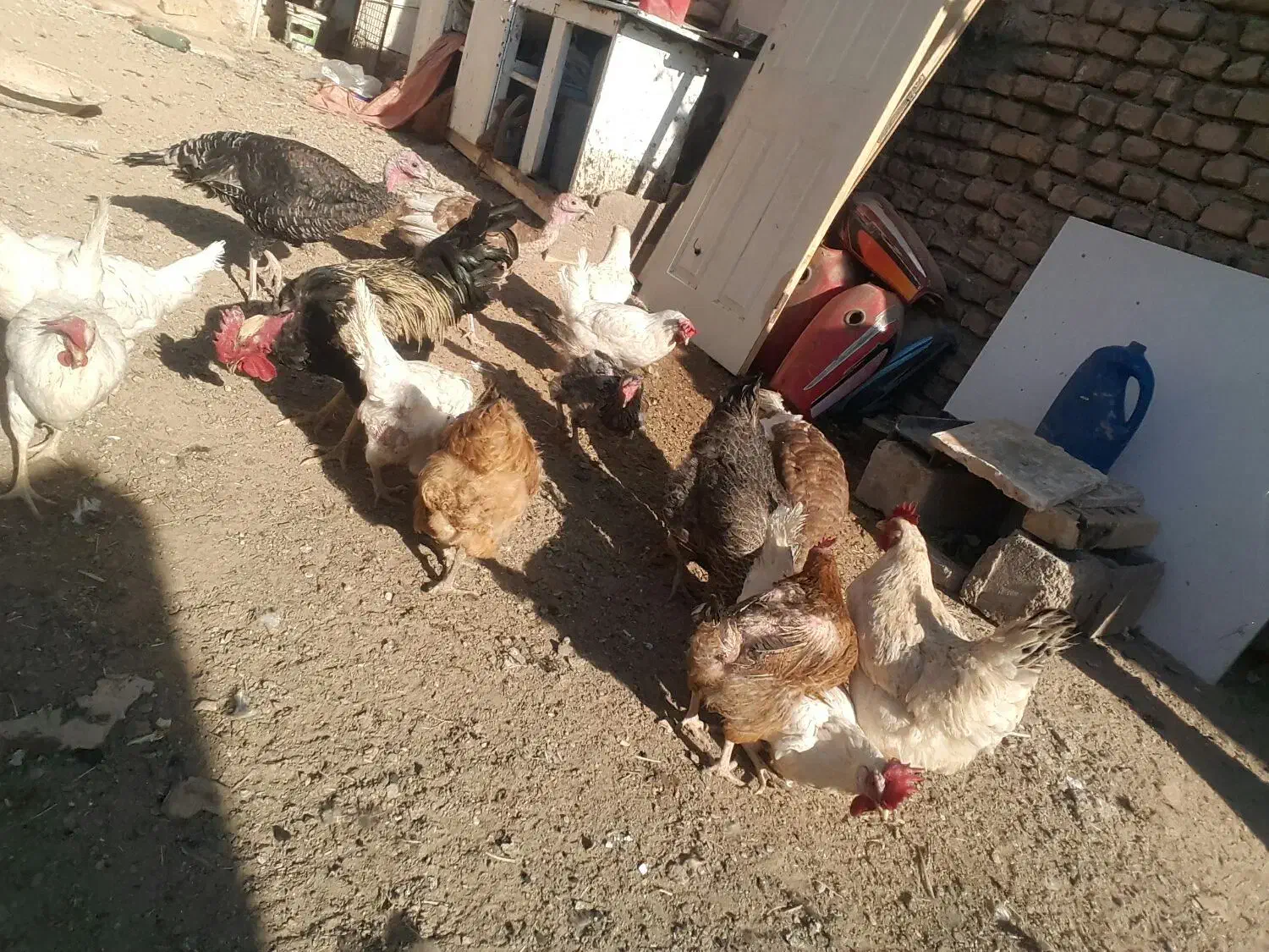 مرغ وخروس قیمت پایینترازهمجا|حیوانات مزرعه|خواف, |دیوار